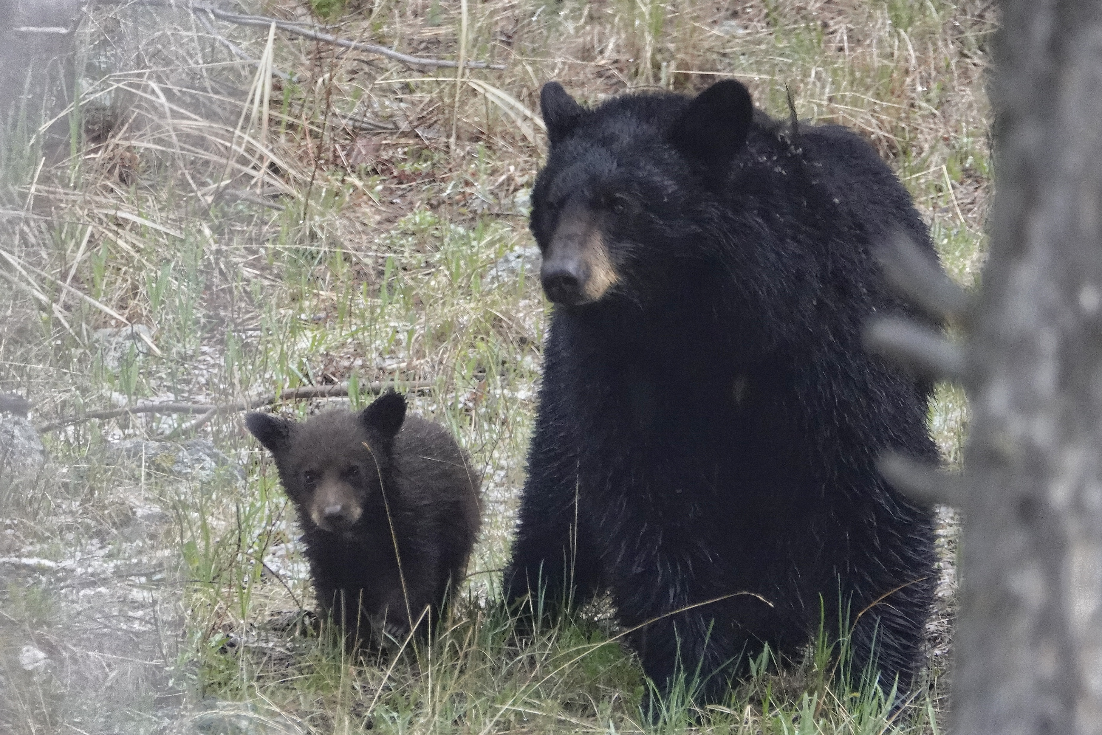Ours à Yellowstone